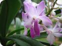 Neostylis Lou Sneary Blue Horizon